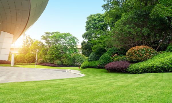 Commercial Shrub Trimming in Winston Salem