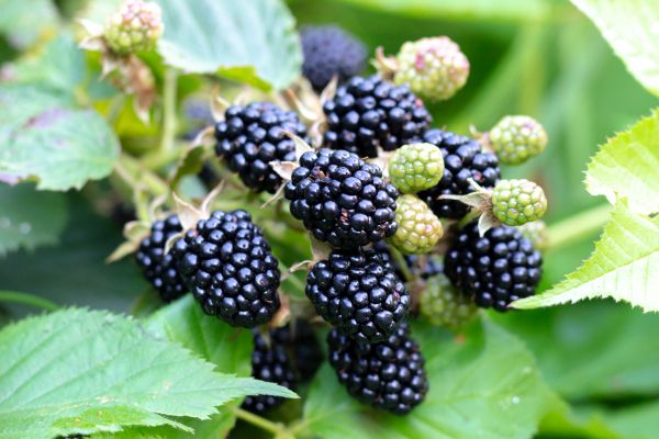 Blackberry Bush Removal in Winston Salem