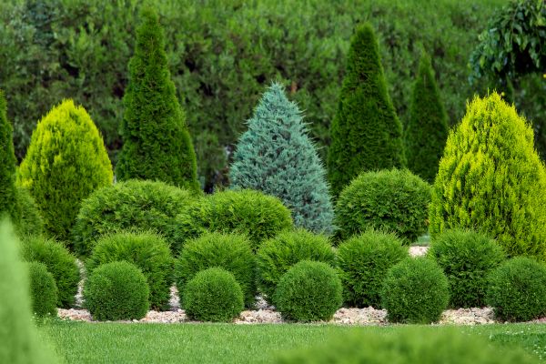 Bush Shaping Service in Winston Salem