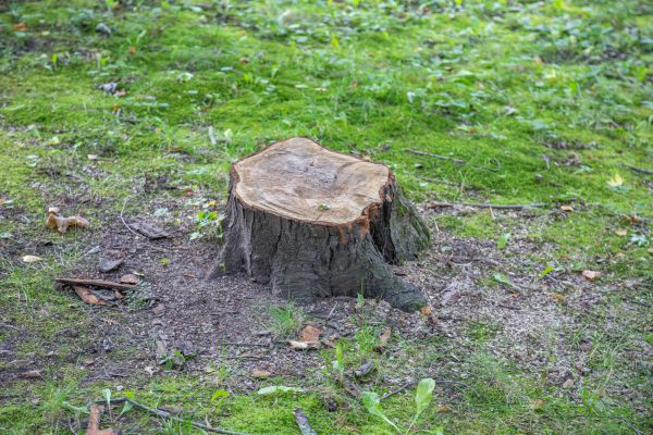 Bush Stump Removal in Winston Salem