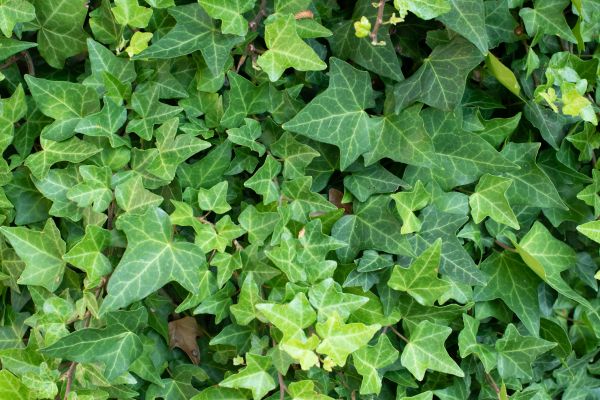 English Ivy Removal in Winston Salem