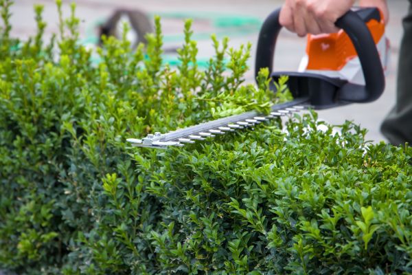 Hedge Pruning in Winston Salem