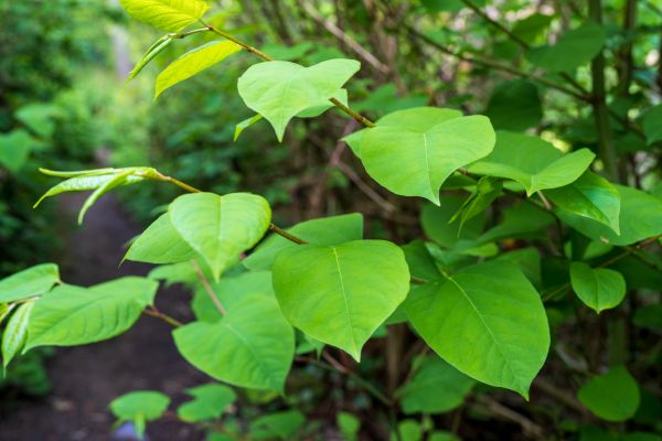 Invasive Plant Removal in Winston Salem