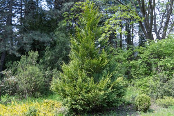 Juniper Pruning in Winston Salem