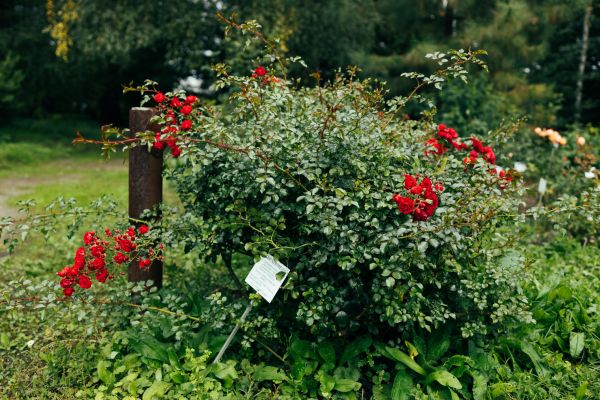 Rose Bush Removal in Winston Salem