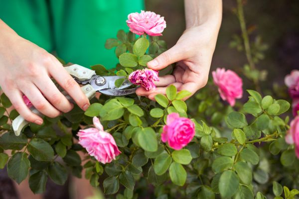 Rose Trimming in Winston Salem