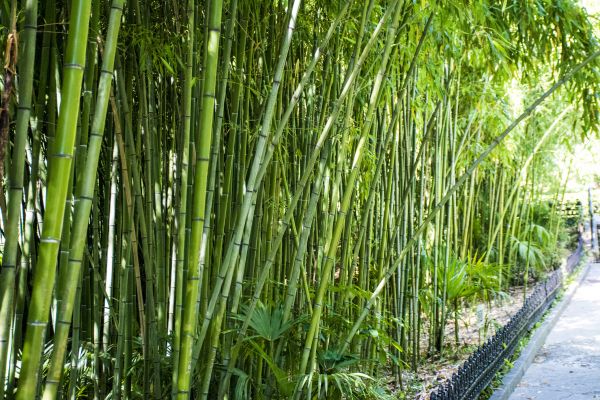 Bamboo Root Removal in Winston Salem
