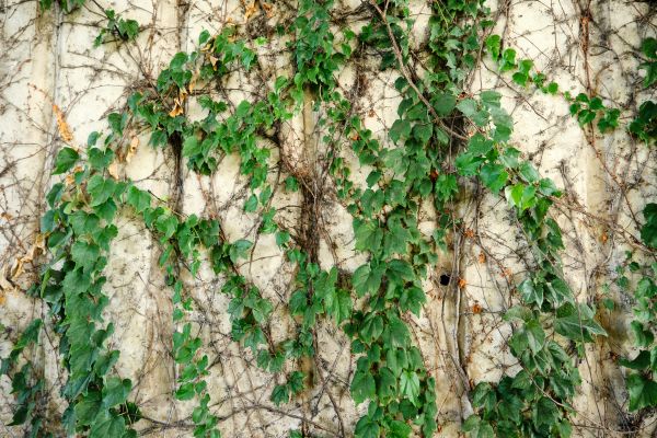 Vine Removal Service in Winston Salem