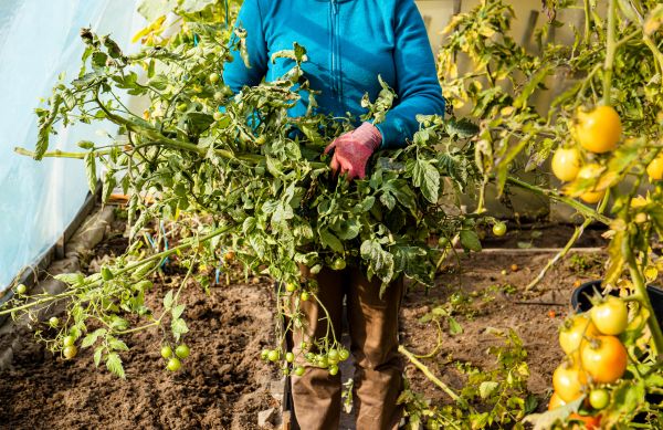 Garden Plant Removal in Winston Salem