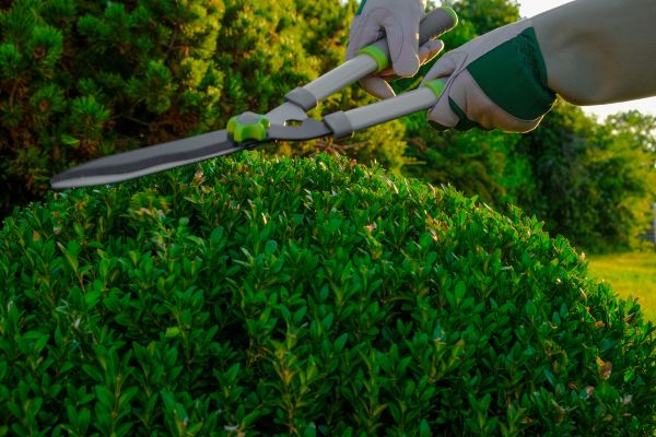 Topiary Shearing in Winston Salem