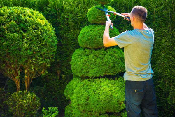 Topiary Shaping in Winston Salem