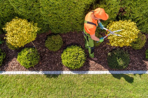Topiary Trimming in Winston Salem