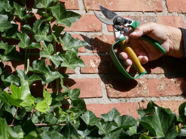 Ivy Removal Service in Winston Salem