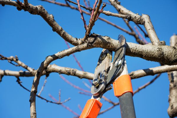 Selective Pruning in Winston Salem
