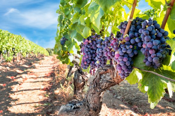 Cost of Grapevine Pruning in Winston Salem
