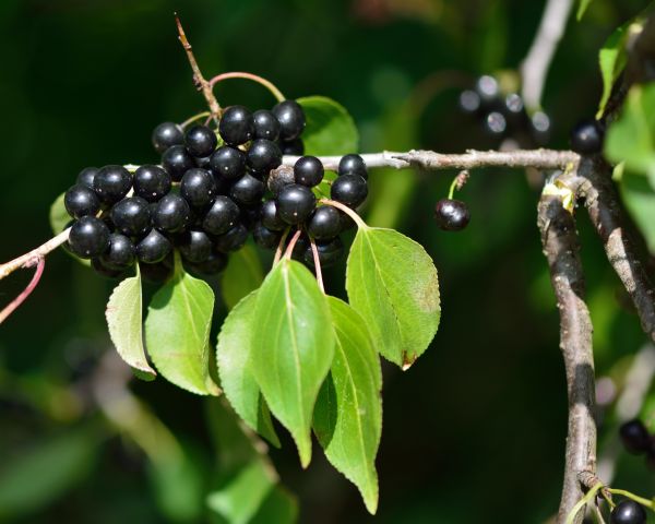 Buckthorn Removal in Winston Salem