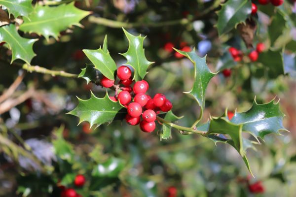 Holly Tree Trimming in Winston Salem