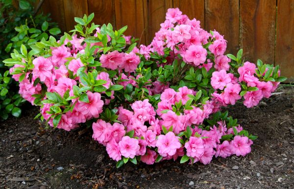 Azaleas Removal in Winston Salem