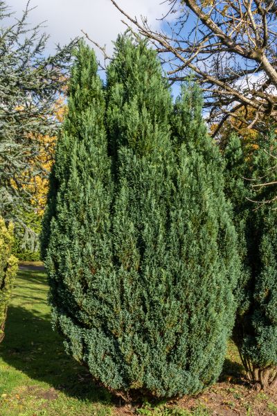 Juniper Trimming in Winston Salem