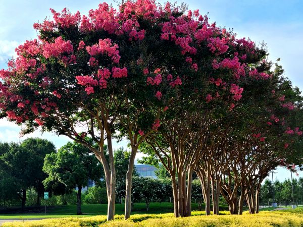 Cost of Crepe Myrtle Pruning in Winston Salem