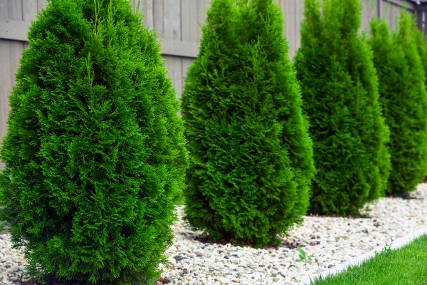 Arborvitae Pruning in Winston Salem