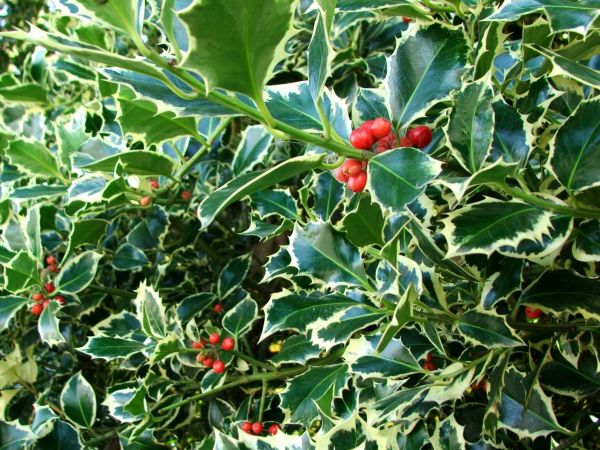 Holly Bushes Trimming in Winston Salem