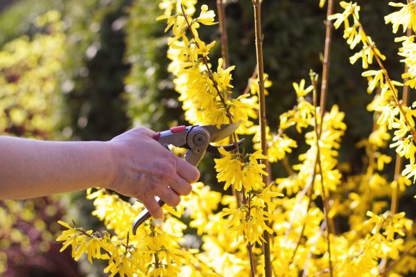 Forsythia Pruning in Winston Salem