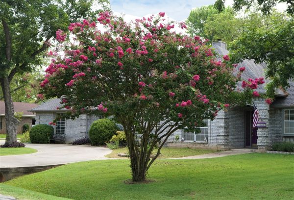 Crepe Myrtle Trimming in Winston Salem