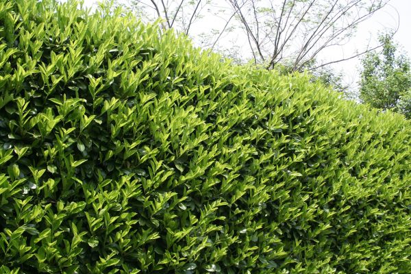 Laurel Shrub Removal in Winston Salem