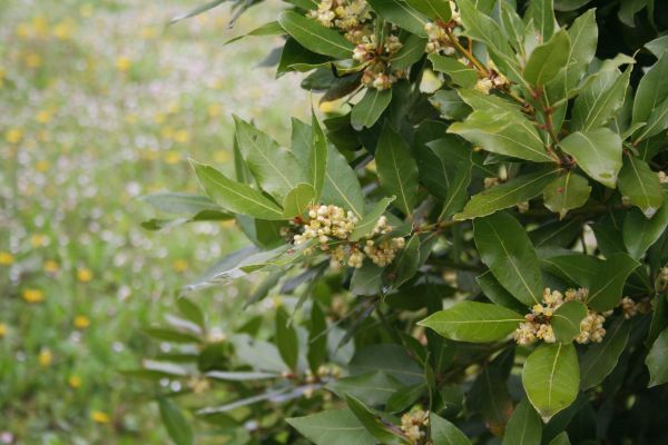 Laurel Trimming in Winston Salem