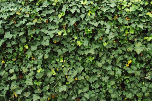 Ivy Pruning service in Winston Salem