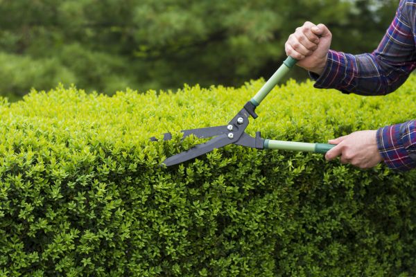 Evergreen Shrub Pruning in Winston Salem