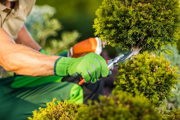 Landscape Pruning Service in Winston Salem