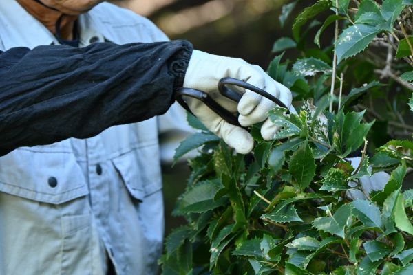 Holly Pruning in Winston Salem