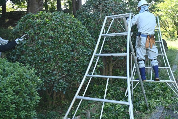 Holly Shaping in Winston Salem