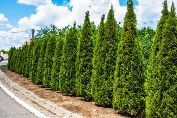 Arborvitae Shearing in Winston Salem