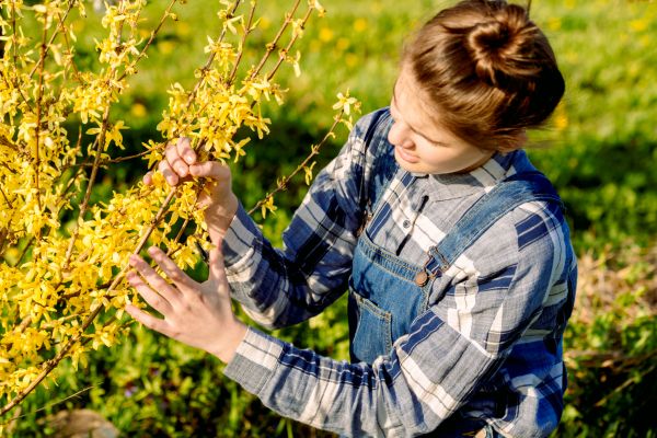 Forsythia Trimming in Winston Salem
