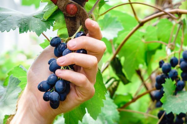 Vineyard Pruning in Winston Salem