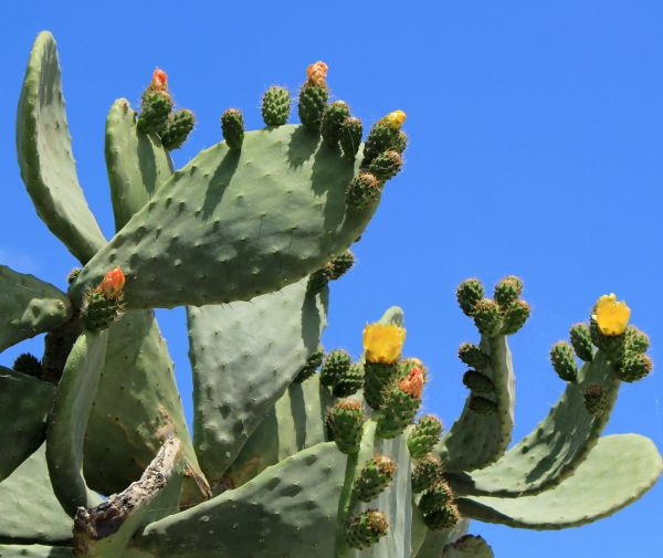 Cactus Removal in Winston Salem