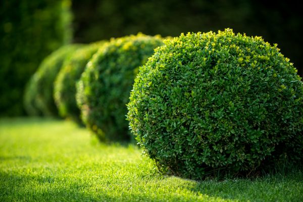 Boxwood Shaping in Winston Salem