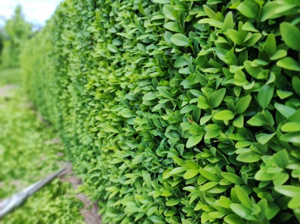 Cost of Boxwood Pruning in Winston Salem