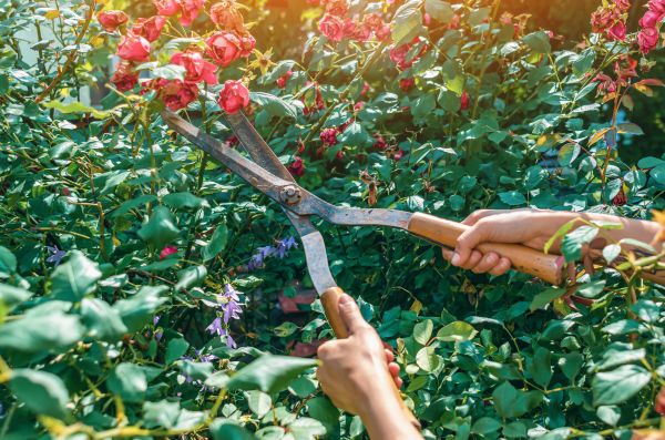 Knockout Roses Pruning in Winston Salem