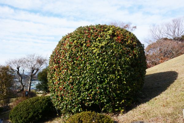 Holly Shrub Pruning in Winston Salem
