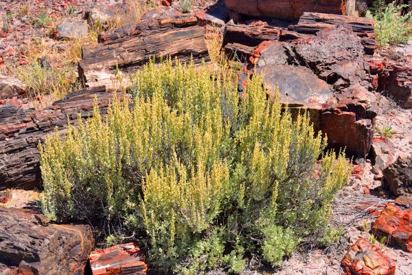 Sagebrush Removal in Winston Salem