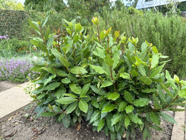 Laurel Hedge Trimming in Winston Salem
