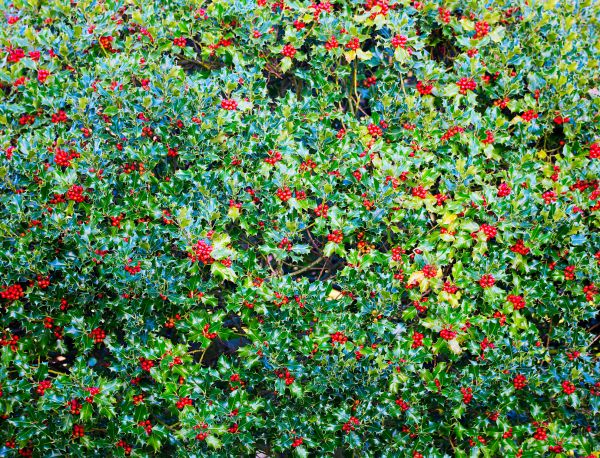 Holly Bush Removal in Winston Salem