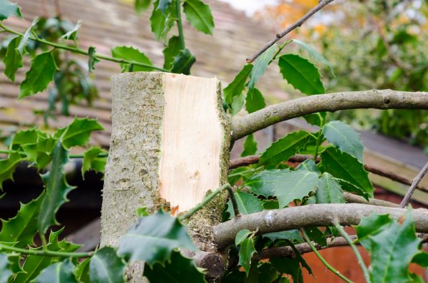 Holly Tree Removal in Winston Salem