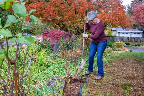 Dead Bush Removal in Winston Salem