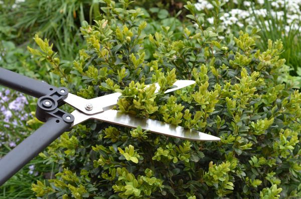Cost of Boxwood Trimming in Winston Salem