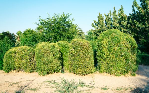 Bamboo Hedge Removal in Winston Salem